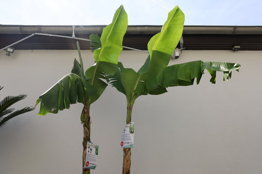 Palme Musa Basjoo Banane 250 cm winterhart Staude japanische Bananenstaude