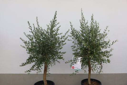 Olivenbäume Olivenbaum (Olea europaea) Lagerverkauf Sale%