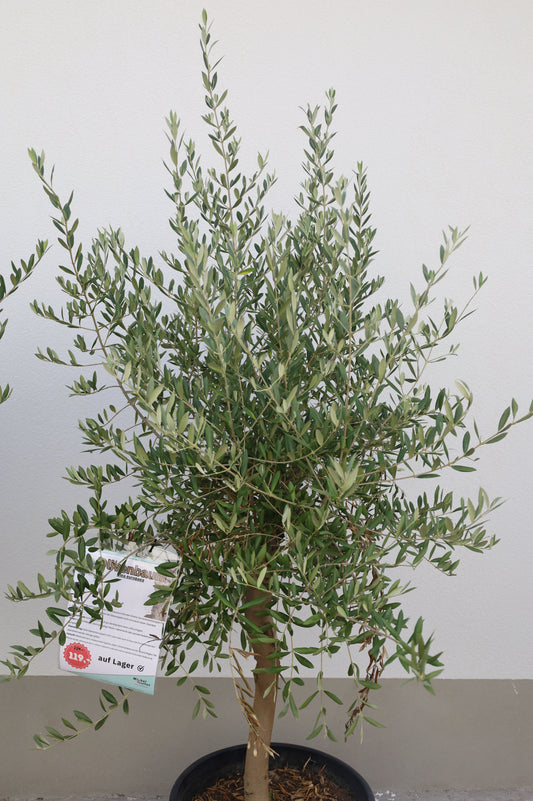 Olivenbäume Olivenbaum (Olea europaea) Lagerverkauf Sale%