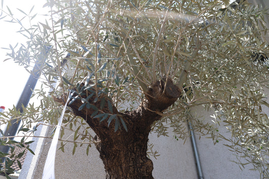 100 Jahre alter Olivenbaum Olea europaea aus Spanien auf Lager Sale%